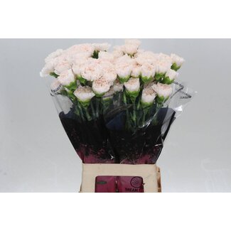 Freshy Lange Nelke “Brut” | Farbe: Rosa | Länge ± 70 centimeter | Pro 20 frische Blumen