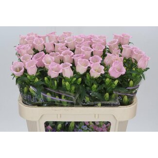 Freshy Campanula Medium “Cam Pearl Pink” | Farbe: Rosa | Länge ± 70 centimeter | Pro 20 frische Blumen