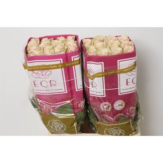 Freshy Großblütige Rose “Pink Mondial” | Farbe: Rosa | Länge ± 60 centimeter | Herkunft Ecuador | Pro 25 frische Blumen