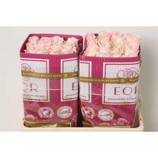 Freshy Großblütige Rose “Nena” | Farbe: Rosa | Länge ± 50 centimeter | Herkunft Ecuador | Pro 25 frische Blumen