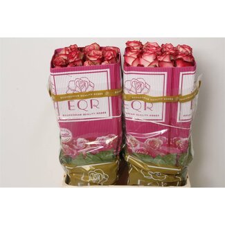 Freshy Großblütige Rose “Paloma” | Farbe: Rosa | Länge ± 60 centimeter | Herkunft Ecuador | Pro 25 frische Blumen