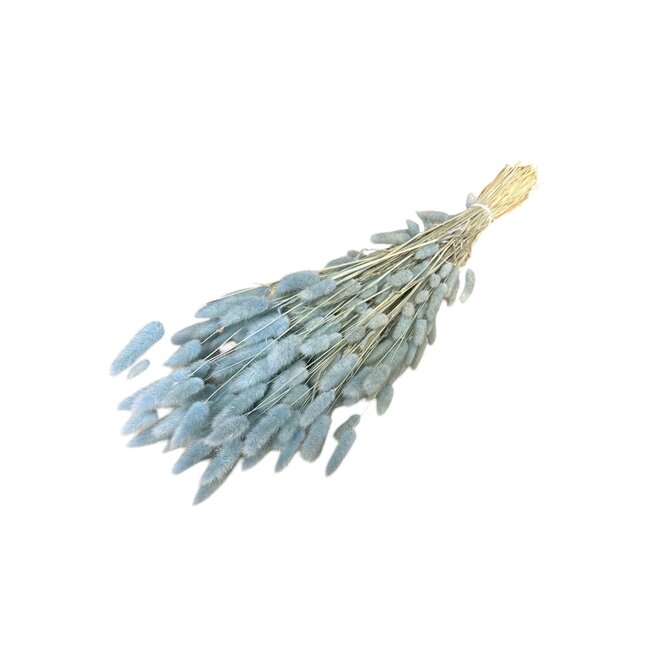 Gedroogde Hazenstaartjes | Kleur: Lichtblauw | Lagurus Ovatus Droogbloemen | Lengte ± 70 centimeter | Gewicht 100 gram | Per bos