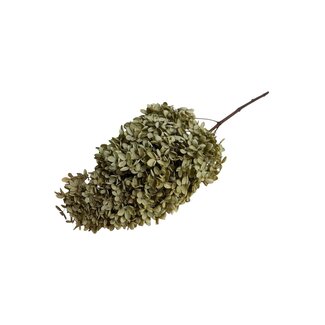 Casa Alegria Hortensia préservé "Prune Naturelle" | Couleur: Naturel | Hydrangea Fleurs séchées | Longueur ± 65 centimeter | Par tige