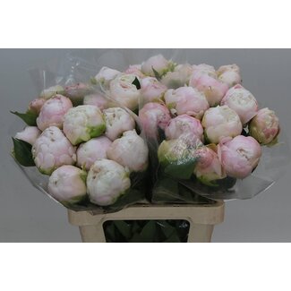 Freshy Paeonia Pfingstrose L “Moon Over Barrington” | Farbe: Gemischte Farben | Länge ± 60 centimeter | Pro 20 frische Blumen