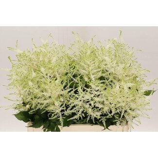 Freshy Astilbe Japonica “Washington” | Couleur: Blanc | Longueur ± 60 centimeter | Par 10 tiges de fleurs fraîches