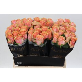 Freshy Rosen “Dividend” | Farbe: Rosa | Länge ± 60 centimeter | Pro 10 Rosen