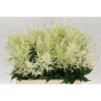 Freshy Astilbe Japonica “Washington” | Farbe: Weiß | Länge ± 60 centimeter | Pro 10 Stiele frische Blumen