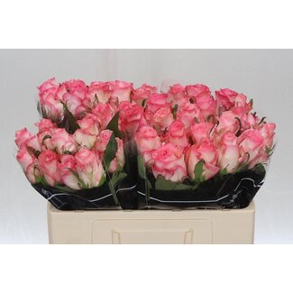 Freshy Roses “Boulevard” | Couleur: Rose | Longueur ± 50 centimeter | Par 20 roses