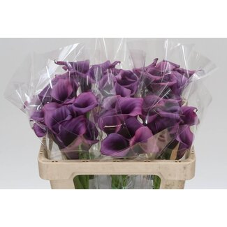 Freshy Zantedeschia Calla “Durban” | Couleur: Violet | Longueur ± 50 centimeter | Par 10 fleurs fraîches
