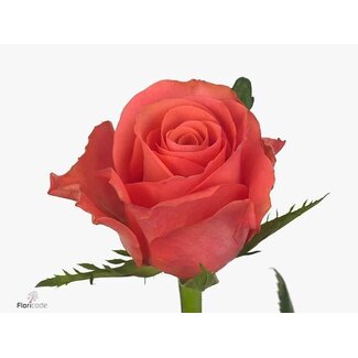 Freshy Roses “Pink Tacazzi” | Couleur: Rose | Longueur ± 60 centimeter | Par 20 roses
