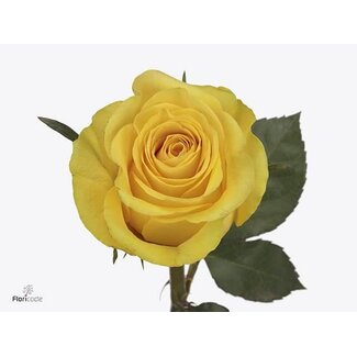 Freshy Roses “Brighton” | Couleur: Jaune | Longueur ± 40 centimeter | Origine Équateur | Par 20 roses