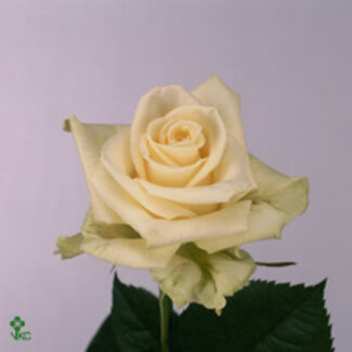 Freshy Rosen “Novia” | Farbe: Weiß | Länge ± 70 Zentimeter | Herkunft Ecuador | Pro 25 Rosen