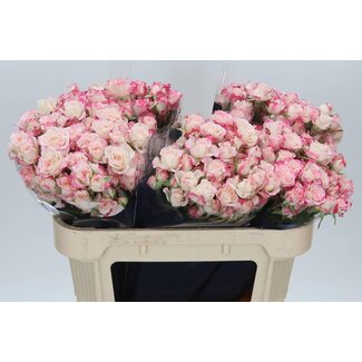 Freshy Rose en grappes “Reflex” | Couleur: Rose | Longueur ± 70 centimeter | Par 10 roses