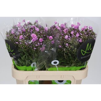 Freshy Phlox “Pink Eyes” | Farbe: Rosa | Länge ± 70 centimeter | Pro 25 Stiele frische Blumen