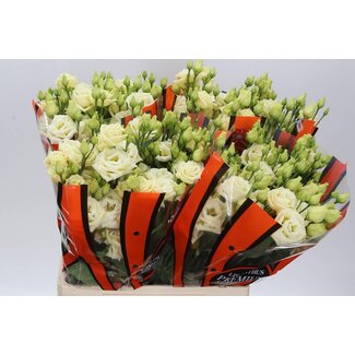 Freshy Eustoma Lisianthus double “Rosi” | Couleur: Jaune | Longueur ± 70 centimeter | Par 10 tiges de fleurs fraîches