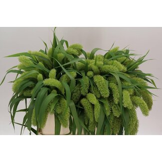 Freshy Setaria Italica “Voll Melk” | Couleur: Vert | Longueur ± 80 centimeter | Par 50 tiges fraîches