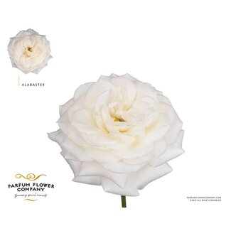 Freshy Rosen “Garden Alabaster” | Farbe: Weiß | Länge ± 50 centimeter | Pro 12 Rosen