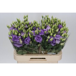 Freshy Eustoma Lisianthus Gefüllt “Corelli Lavender” | Farbe: Lila | Länge ± 70 centimeter | Pro 10 Stielen frische Blumen