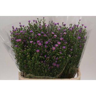 Freshy Nieuwnederlandse Aster Novi-Belgii “Casarosa” | Couleur: Violet | Longueur ± 80 centimeter | Par 25 tiges de fleurs fraîches