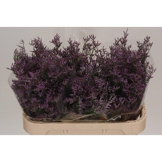Freshy Limonium Safora “Pink Sky” | Couleur: Violet | Longueur ± 70 centimeter | Par 25 tiges de fleurs fraîches