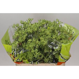 Freshy Anigozanthos Kangoeroepoot | Kleur: Gemengde Kleuren | Lengte ± 80 centimeter | Per 10 verse bloemen