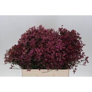 Freshy Limonium Statice Sinuata “Senecio Pink Beauty” | Couleur: Rose | Longueur ± 60 centimeter | Par 25 tiges de fleurs fraîches