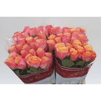 Freshy Roses “Melange” | Couleur: Orange | Longueur ± 40 centimeter | Par 20 roses