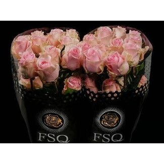 Freshy Rosen “Duchesse” | Farbe: Rosa | Länge ± 40 centimeter | Herkunft Ecuador | Pro 20 Rosen