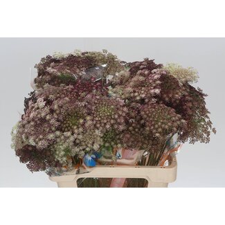 Freshy Daucus Carota “Dara” Wilde Möhre | Farbe: Violett | Länge ± 60 centimeter | Pro 25 frische Blumen