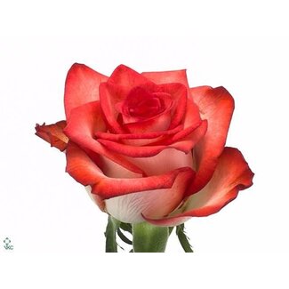 Freshy Roses “Blush” | Couleur: Rouge Orange | Longueur ± 50 centimeter | Origine Équateur | Par 20 roses