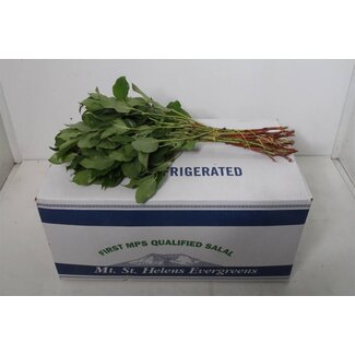 Freshy Salal “Mount Helenium” | Colour: Green | Length ± 45 centimetre | Per 5 bunches