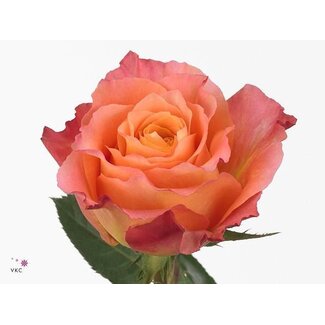 Freshy Rose à grandes fleurs “Free Spirit” | Couleur: Rouge | Longueur ± 40 centimeter | Origine Équateur | Par 20 roses