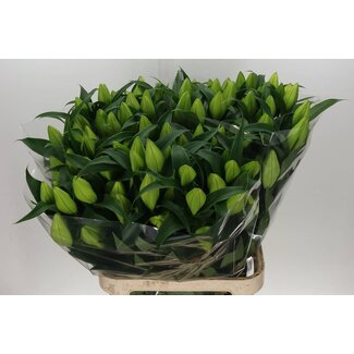 Freshy Lys Oriental Aqua “Severn” | Couleur: Blanc | Longueur ± 100 centimeter | Par 10 tiges de fleurs fraîches