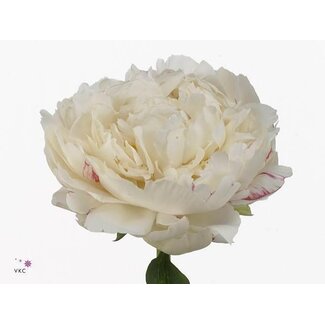 Freshy Paeonia Pivoine L “Snow Princess” | Couleur: Blanc | Longueur ± 40 centimeter | Par 20 fleurs fraîches