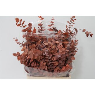 Freshy Eucalyptus “Stuart” Gepreserveerd Oranje | Gewicht 200g | Per 5 bossen