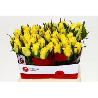 Freshy Roses “Moonwalk” | Couleur: Jaune | Longueur ± 40 centimeter | Par 20 roses