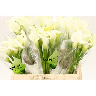 Freshy Zantedeschia Calla “Crystal Blush” | Farbe: Gelb Oranje | Länge ± 40 centimeter | Pro 20 frische Blumen