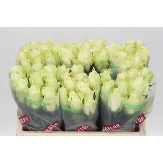 Freshy Roses “Athena” | Couleur: Blanc | Longueur ± 50 centimeter | Par 10 roses