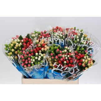 Freshy Hypericum “Coco Colours” Gemischt | Farbe: Gemischte Farben | Länge ± 60 centimeter | Pro 20 Stielen frische Blumen