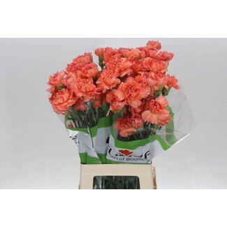 Freshy Lange Nelke “Funza Mandarin” | Farbe: Orange | Länge ± 70 centimeter | Pro 20 frische Blumen