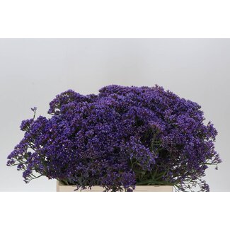 Freshy Limonium “Enchante” | Farbe: Blau | Länge ± 60 centimeter | Pro 25 Stiele frische Blumen