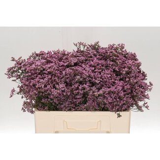 Freshy Limonium “Piuma Pink Touch” | Couleur: Rose | Longueur ± 50 centimeter | Par 25 tiges de fleurs fraîches