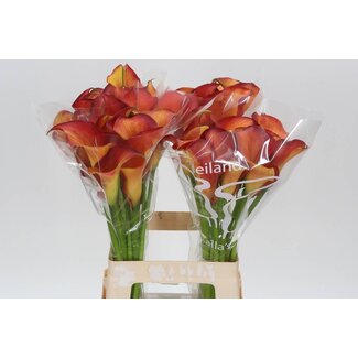 Freshy Zantedeschia Calla “Captain Trinity” | Couleur: Rouge | Longueur ± 65 centimeter | Par 10 fleurs fraîches