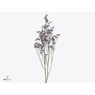 Freshy Limonium Safora “Pink Sky” | Couleur: Violet | Longueur ± 70 centimeter | Par 25 tiges de fleurs fraîches