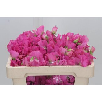 Freshy Lathyrus “Winter Sunshine Rose” | Farbe: Rosa | Länge ± 50 centimeter | Pro 50 frische Blumen