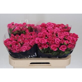 Freshy Sprayrose “Lovely Lydia” | Farbe: Rosa | Länge ± 60 centimeter | Pro 10 Rosen