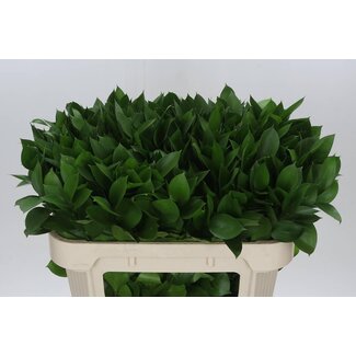 Freshy Ruscus Hypophyllum Muizendoorn | Couleur: Vert | Longueur ± 70 centimeter | Par 50 branches