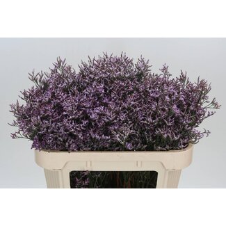 Freshy Limonium Safora “Lilac” | Farbe: Lila | Länge ± 70 centimeter | Pro 25 Stiele frische Blumen