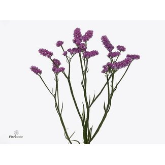 Freshy Hollandaise Limonium Statice Sinuata “Raspberry Wings” | Couleur: Rose | Longueur ± 60 centimeter | Par 25 tiges de fleurs fraîches