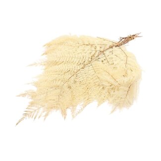 4A Fougère bracken préservée blanchie | Couleur: Blanc | Longueur 45 centimeter | Poids 150 gram | Par 5 branches